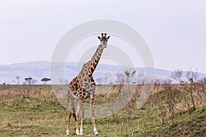 An African Giraffe Giraffa camelopardalis on the Masai Mara National Reserve safari