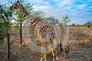 African giraffe in the golden grass eating tree for breakfast in Serengeti national park. Tanzania.