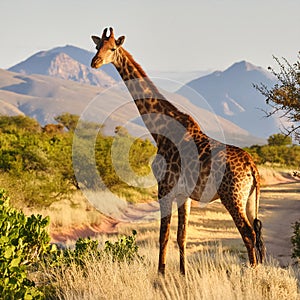 African giraffe hyperrealistic