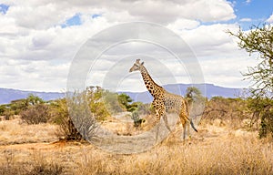 African giraffe in Kenya