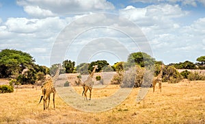 African giraffe in Kenya