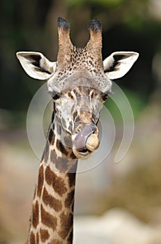 African giraffe licking niose with tongue