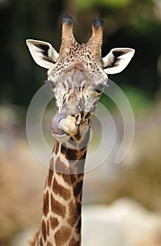 African giraffe licking nose with tongue