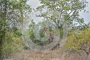 African Giraffe on middle of vegetation