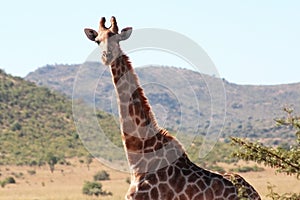 African Giraffe
