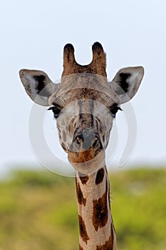 African Giraffe Portrait