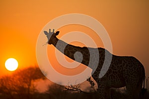 African giraffe in red