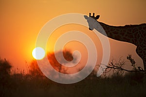 African giraffe in red