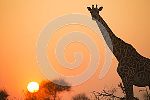 African giraffe in red