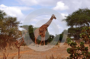 African giraffe in the savanna