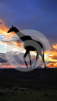 African Giraffe Silhouette at Sunset
