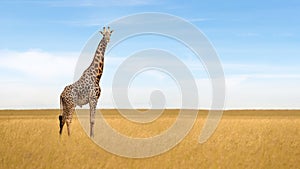 African giraffe standind alone in savanna in Maasai Mara National Researve Kenya