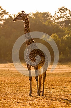 An African giraffe at sunset