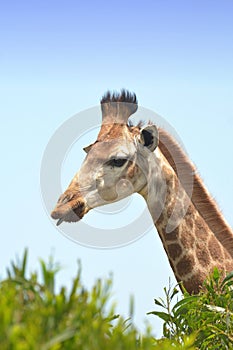 African giraffe with tongue sticking out