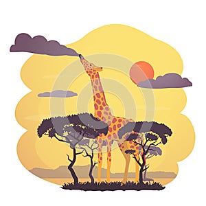 African giraffe vector illustration. Fantasy scene with a giraffe eating a cloud over the savannah.