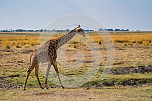 African giraffe in the wild, Zimbabwe, Africa