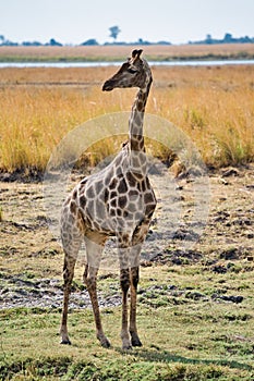 African giraffe in the wild, Zimbabwe, Africa