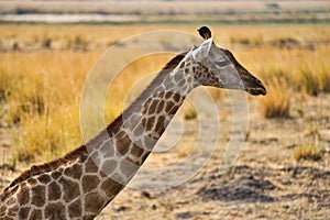 African giraffe in the wild, Zimbabwe, Africa