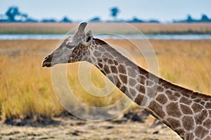 African giraffe in the wild, Zimbabwe, Africa