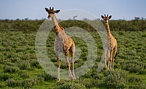 African giraffes 