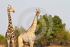 African Giraffes