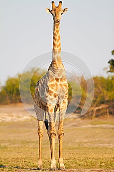 African Giraffes