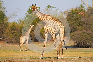 African Giraffes