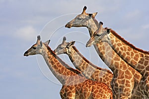 African giraffes