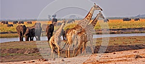 African giraffes. photo