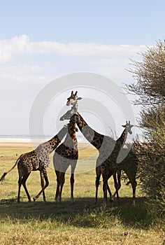 African giraffes family
