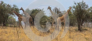 African giraffes graze in the savannah. Wildlife Africa.