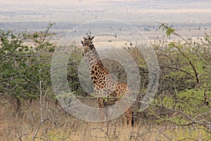 African giraffes graze in the savannah. Wildlife Africa.