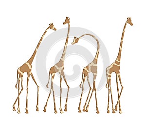 African giraffes illustration
