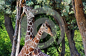 African Giraffes kepping safe in Animals sanctuary - Cervus camelopardalis