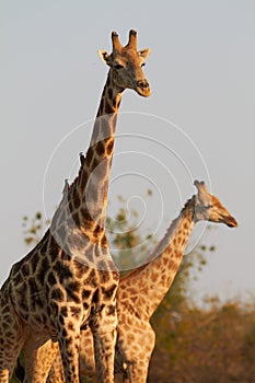 African Giraffes photo