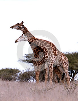 African Giraffes play