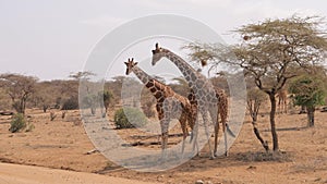 African giraffes show tenderness and love for each other rub their necks