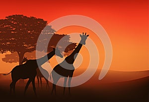 African giraffes vector