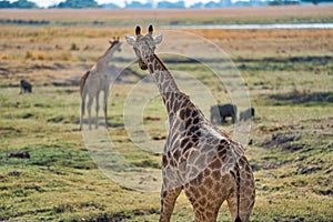 African giraffes in the wild, Zimbabwe, Africa