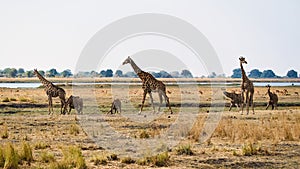 African giraffes in the wild, Zimbabwe, Africa