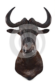 African gnu