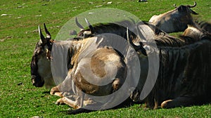 African gnu sitting in the cool grass.