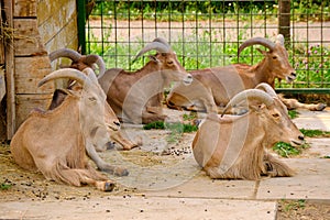 African goats