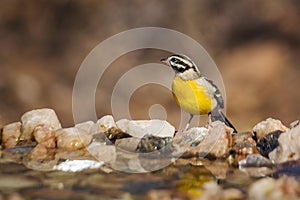 African Golden breasted Bunting in Kruger National park, South Africa photo