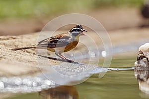 African Golden breasted Bunting in Kruger National park, South Africa photo