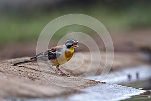 African Golden breasted Bunting in Kruger National park, South Africa photo