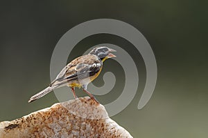 African Golden breasted Bunting in Kruger National park, South Africa photo