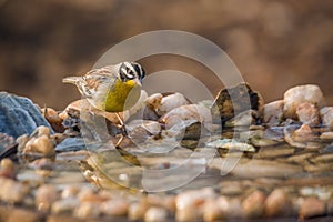 African Golden breasted Bunting in Kruger National park, South Africa photo