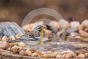 African Golden breasted Bunting in Kruger National park, South Africa photo