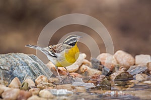 African Golden breasted Bunting in Kruger National park, South Africa photo